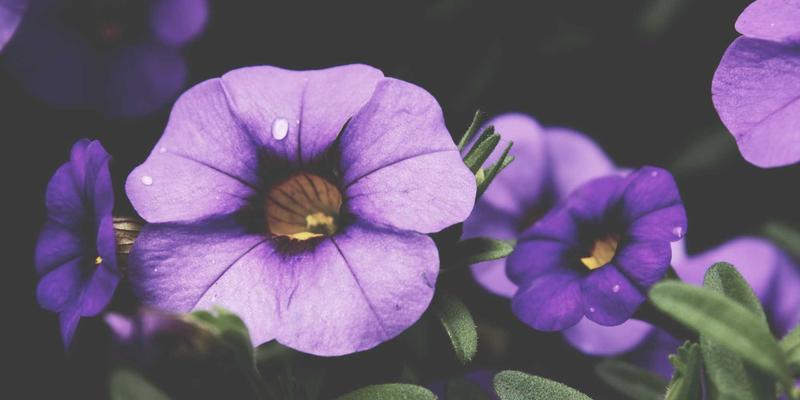 股息率筛选策略实战：如何用股票筛选器挖掘高股息防御型股票